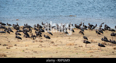 Herde von Abdim der Storch (Ciconia abdimii) auf Sandbank auf Victoria Nil Murchison Falls National Park, Northern Uganda, Ostafrika Stockfoto