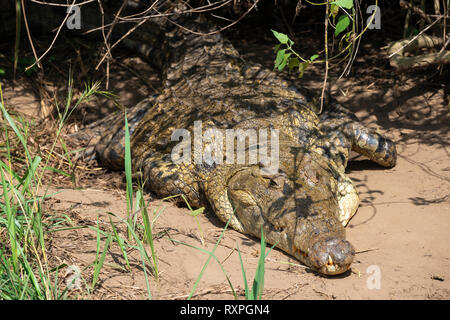 Nilkrokodil (Crocodylus niloticus) Liegen in der Sonne auf der Bank von Victoria Nil Murchison Falls National Park, Northern Uganda, Ostafrika Stockfoto