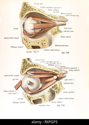 Anatomie der menschlichen Augen Stockfoto