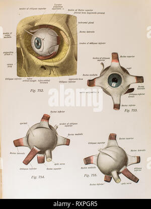 Anatomie der menschlichen Augen Stockfoto