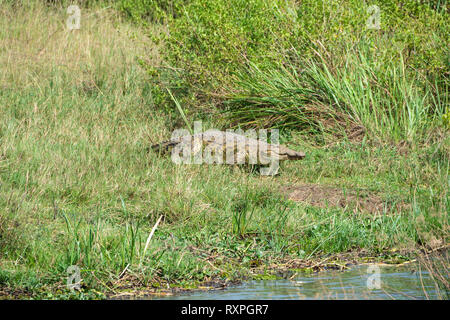 Nilkrokodil (Crocodylus niloticus) in Richtung Victoria Nil Murchison Falls National Park, Northern Uganda, Ostafrika Stockfoto