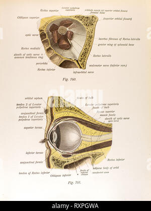 Anatomie der menschlichen Augen Stockfoto