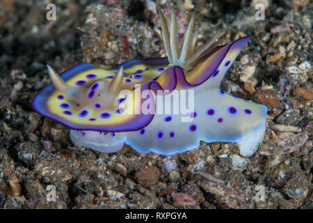 Bunte Chormodoris kunei nacktschnecke am Meeresboden. Lembeh Straits, Indonesien. Stockfoto