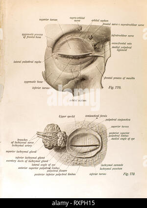 Anatomie der menschlichen Augen Stockfoto