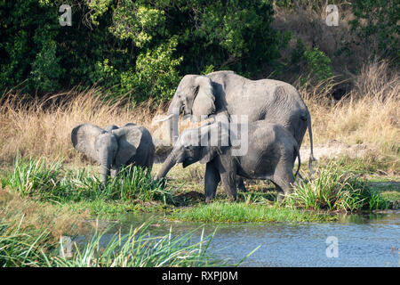 Familie der Afrikanischen Elefanten (Loxodonta Africana) Fütterung auf Bank von Victoria Nil Murchison Falls National Park, Northern Uganda, Ostafrika Stockfoto