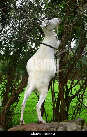 Eine weiße Ziege stehend auf seine Hinterläufe in einem Busch und Nibbeln auf Ästen. Irland. Stockfoto