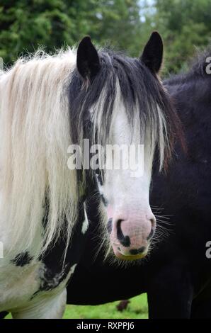 Porträt einer skewbald Tinker Pferd, Weiß und Schwarz, mit langer Mähne. Irland. Stockfoto