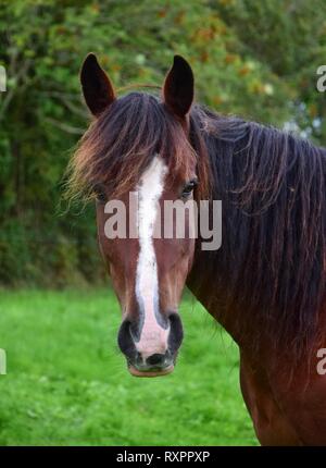 Porträt einer Bay Horse mit einer weißen Blesse. Gras ein Gebüsch im Hintergrund. Irland. Stockfoto