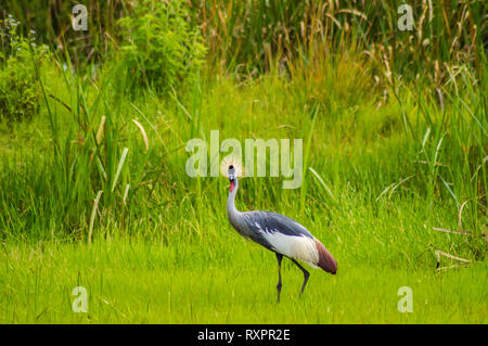 Zwei Royale Krane in einem Gras und Schilf Wiese in der Nähe von Thika in Kenia Stockfoto