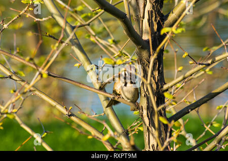 Paar Spatzen in den Ästen eines Baumes mit blühenden Frühling Blätter Stockfoto