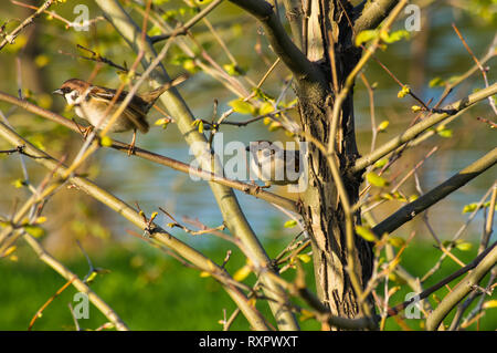 Paar Spatzen in den Ästen eines Baumes mit blühenden Frühling Blätter Stockfoto