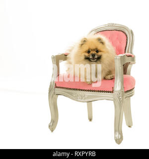 Cute pomeranian Hund in Rosa barock Stuhl, der auf einem weißen Hintergrund sitzen Stockfoto