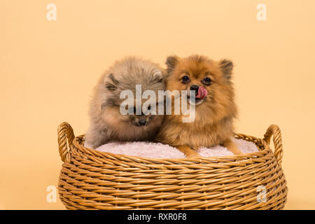 Zwei kleine Pomeranian Welpen in einem Korb mit einem beigen Hintergrund Stockfoto