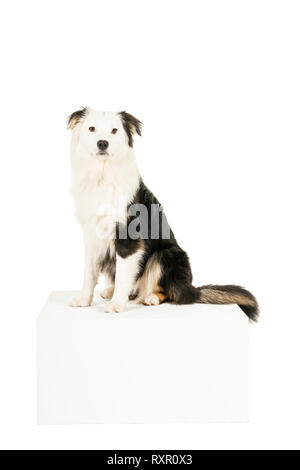 Australian Shepherd Dog in weißen Hintergrund in die Kamera schaut Stockfoto