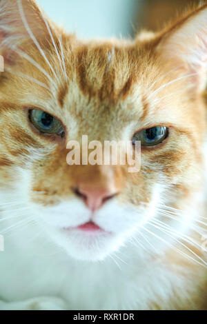 Orange und weiß Katze passt sie. Stockfoto