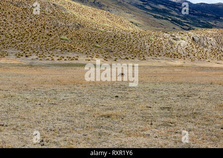 Culpeo (Anden) Fox, Patagonien Nationalpark, Aysen, Patagonien, Chile Stockfoto