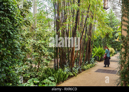 Orchid Extravaganza in Longwood Gardens, Kennett Square, Pennsylvania, USA, 3. März 2019. Stockfoto