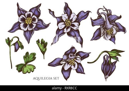 Vektor Sammlung von Hand gezeichnete farbige Aquilegia Stock Vektor