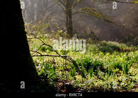 Winter Sonne auf ein Cobweb in Woodland. Stockfoto