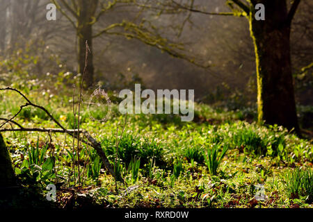 Winter Sonne auf ein Cobweb in Woodland. Stockfoto