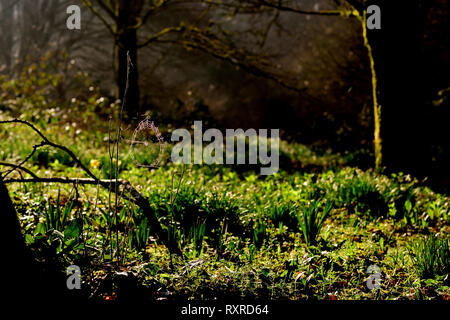 Winter Sonne auf ein Cobweb in Woodland. Stockfoto