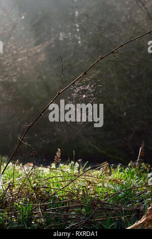 Winter Sonne auf ein Cobweb in Woodland. Stockfoto