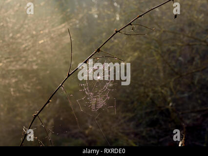 Winter Sonne auf ein Cobweb in Woodland. Stockfoto