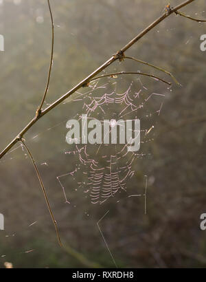 Winter Sonne auf ein Cobweb in Woodland. Stockfoto