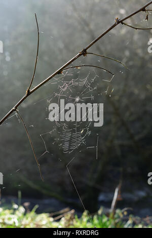 Winter Sonne auf ein Cobweb in Woodland. Stockfoto