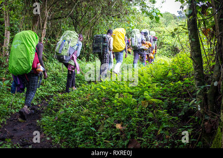 Wanderer Climbing Mount Nyiragongo in der Demokratischen Republik Kongo Stockfoto