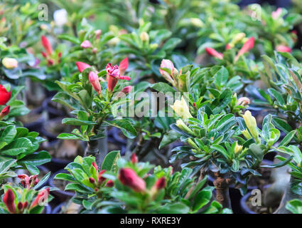 Sammlung von frischen Adeniums (Bignonia, Desert Rose, Japanische Frangipani) Blühende Pflanzen in Töpfen mit bunt blühenden Blumen auf den grünen Garten bac Stockfoto