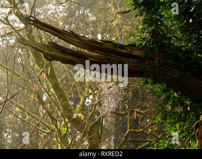 Winter Sonne auf ein Cobweb in Woodland. Stockfoto