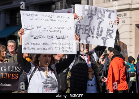 Ein Protestmarsch von Cavendish Square Parliament Square, London, UK gegen die mangelnde Durchsetzung der Fuchs Jagd Verbot zu protestieren. Die Demonstranten sind der Meinung, dass die Jagd, die folgenden Pfade enden häufig mit dem Tod von einem Fuchs, trotz des Verbots Stockfoto