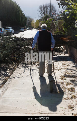 Ein Mann / Senior/Oap, der mit Hilfe von Stöcken findet einen gefallenen Baum blockiert sein Pflaster weg und kann daher nicht bestehen. Twickenham GROSSBRITANNIEN Stockfoto