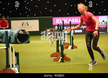 Birmingham, Großbritannien. 10. Mär 2019. Feder der Border Collie nimmt Teil an der Agilität final am letzten Tag der Crufts 2019 Credit: Jon Freeman/Alamy leben Nachrichten Stockfoto