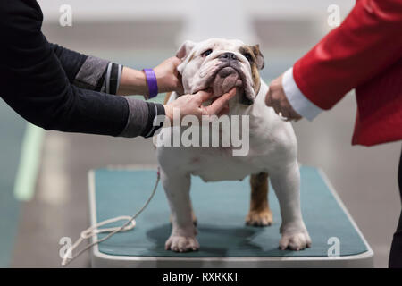 Seattle, USA. 09 Mär, 2019. Elizabeth Crowley (links) hält ihre englische Bulldogge Meeny Miny Mo, als er von einem Richter am 2019 Seattle Kennel Club Dog Show geprüft wird. Rund 160 verschiedene Rassen beteiligen sich an den jährlichen All-Breed Dog Show. Credit: Paul Christian Gordon/Alamy leben Nachrichten Stockfoto