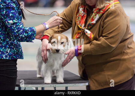 Seattle, USA. 09 Mär, 2019. Eine grobe beschichtet Jack Russell Terrier ist von einem Richter in einem Ring 2019 Seattle Kennel Club Dog Show untersucht. Rund 160 verschiedene Rassen beteiligen sich an den jährlichen All-Breed Dog Show. Credit: Paul Christian Gordon/Alamy leben Nachrichten Stockfoto