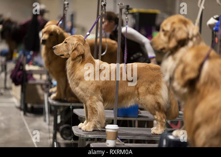 Seattle, USA. 09 Mär, 2019. Eine Reihe von Patienten Golden Retriever warten für die Pflege vor der Konkurrenz an den 2019 Seattle Kennel Club Dog Show. Rund 160 verschiedene Rassen beteiligen sich an den jährlichen All-Breed Dog Show. Credit: Paul Christian Gordon/Alamy leben Nachrichten Stockfoto