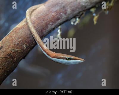 Mexikanische Weinstock Schlange oder braun Weinstock Schlange Oxybelis aeneus Costa Rica Februar Stockfoto