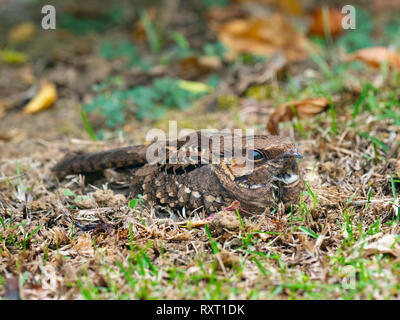 Der düstere Nachtkrug Antrostomus saturatus versteckt sich im Gras Stockfoto