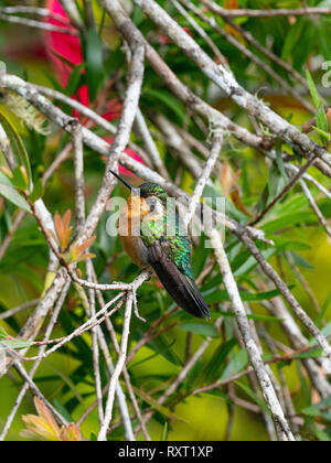 Lila-throated mountaingem Lampornis calolaemus weiblichen Costa Rica Februar Stockfoto