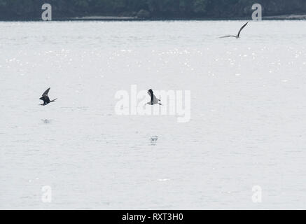 Weniger Frigatebirds (fregata Ariel) Angeln Stockfoto