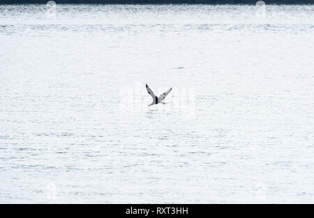 Weniger Frigatebirds (fregata Ariel) Angeln Stockfoto