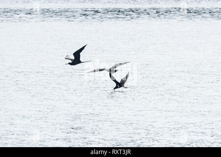 Weniger Frigatebirds (fregata Ariel) Angeln Stockfoto