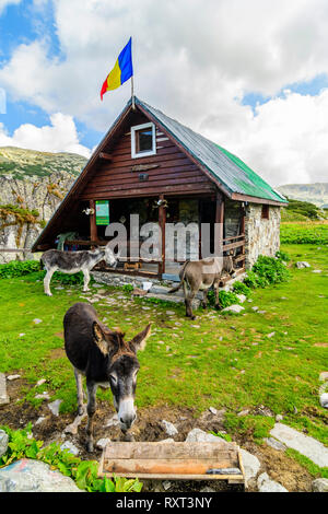 Esel im Retezat Nationalpark, der rumänischen Karpaten. Stockfoto