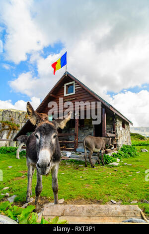 Esel im Retezat Nationalpark, der rumänischen Karpaten. Stockfoto