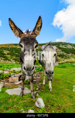 Esel im Retezat Nationalpark, der rumänischen Karpaten. Stockfoto