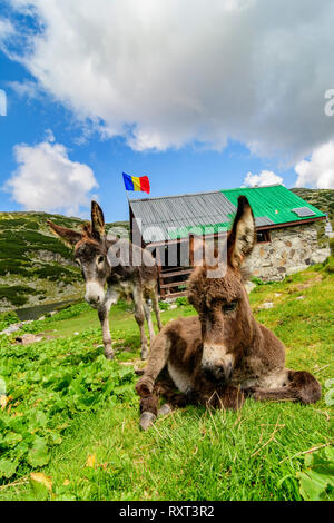 Esel im Retezat Nationalpark, der rumänischen Karpaten. Stockfoto