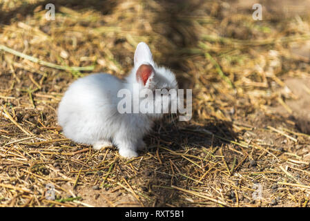 Kleines Baby White Rabbit Stockfoto