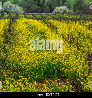 Carneros Bezirk, Napa Valley, Kalifornien Stockfoto